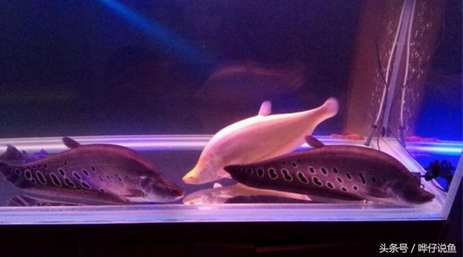 瀵绘壘绁炵榫欓奔,鎺㈢绁炵楸肩被