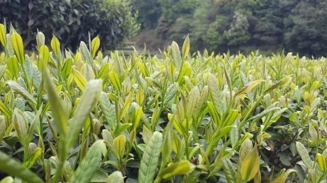 怎么区别金观音和铁观音,铁观音金观音品种