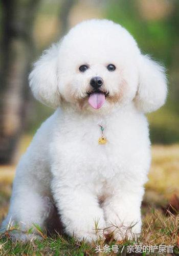 比较萌的大型犬萌狗排行榜,十大最萌的小型犬