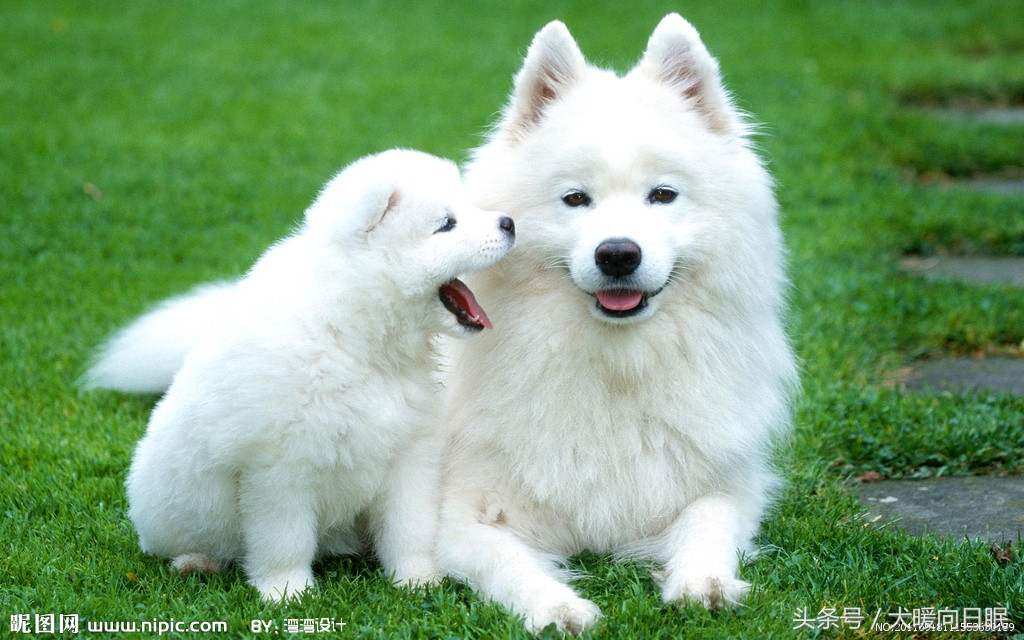 铲屎官比较想知道的狗狗问题,作为一个铲屎官你有这样的想法吗