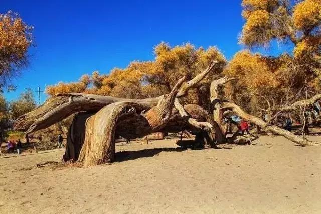 十一去哪玩划算 (十一最适合去哪里玩)