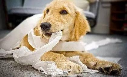 你家狗狗吃屎吃草，你真的不管一管吗？