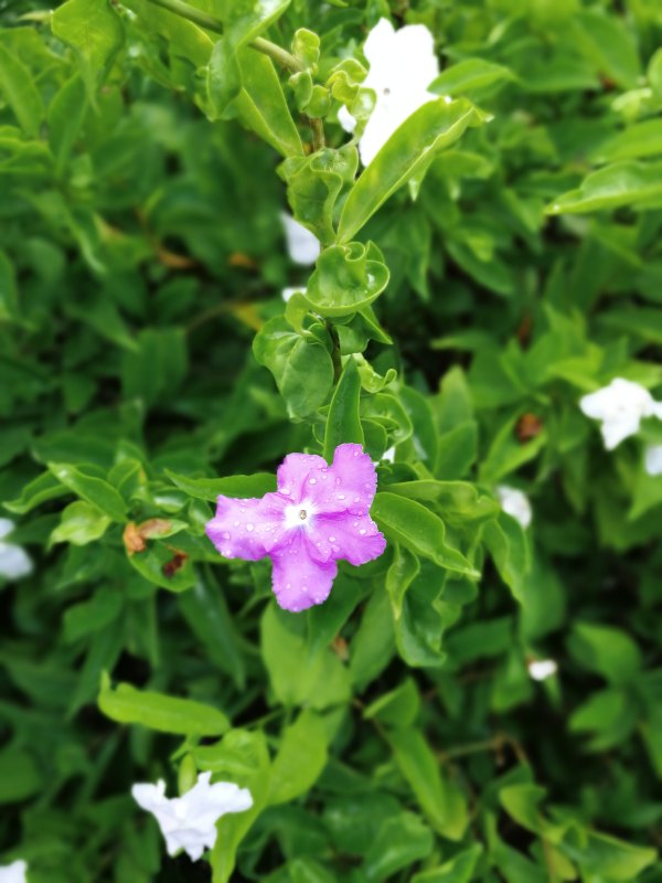 横县茉莉花之乡中华茉莉园,欢迎来到广西横县茉莉花之乡