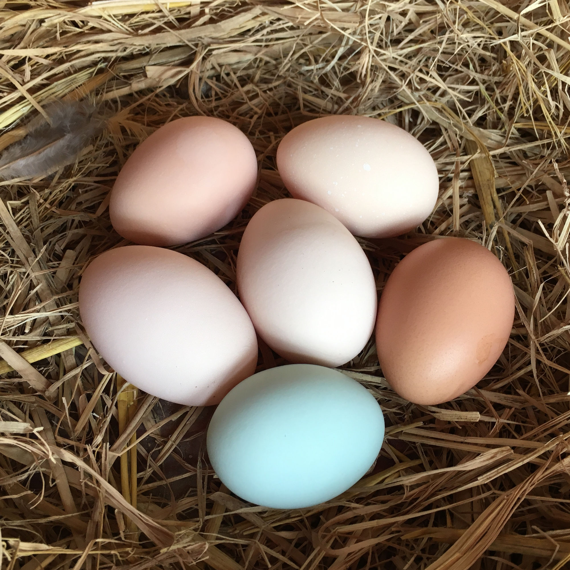 鸡蛋鸭蛋鹅蛋鹌鹑蛋营养成分表,鹅蛋鸡蛋鸭蛋鹌鹑蛋哪种最有营养