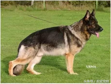 德国牧羊犬黑背多少钱,德国牧羊犬黑背狗市