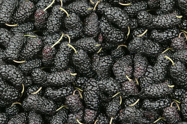 女生经期贫血吃什么药,女性经期贫血吃什么粥