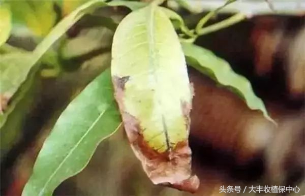 芒果控梢叶片发黄什么原因,芒果枝枯病的原因及治疗方法