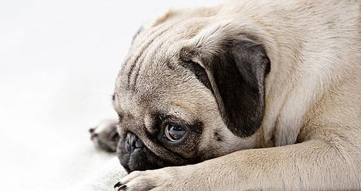 预防狗狗细小的药,狗狗疾病常识有哪些