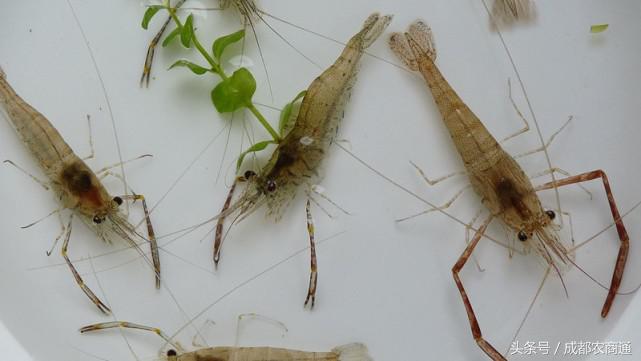 你了解养鸡技巧吗,自己能否真正搞懂养殖技术