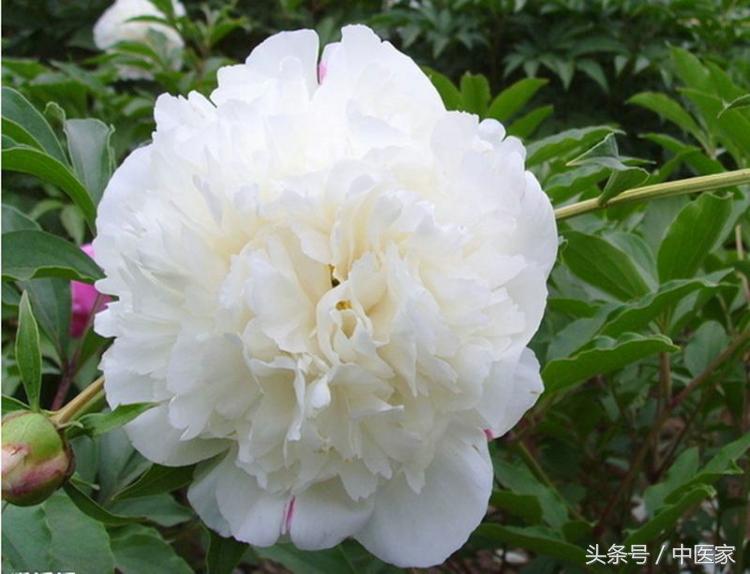 养血柔肝的中药除了白芍还有什么,养血柔肝用白芍还是赤芍