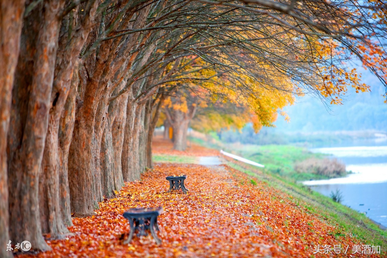 熬夜喝酒的人喝什么最好,经常熬夜的人喝什么茶好