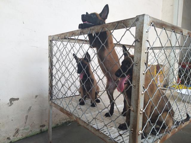 马犬大型犬多少钱,马犬训练好的多少钱一只