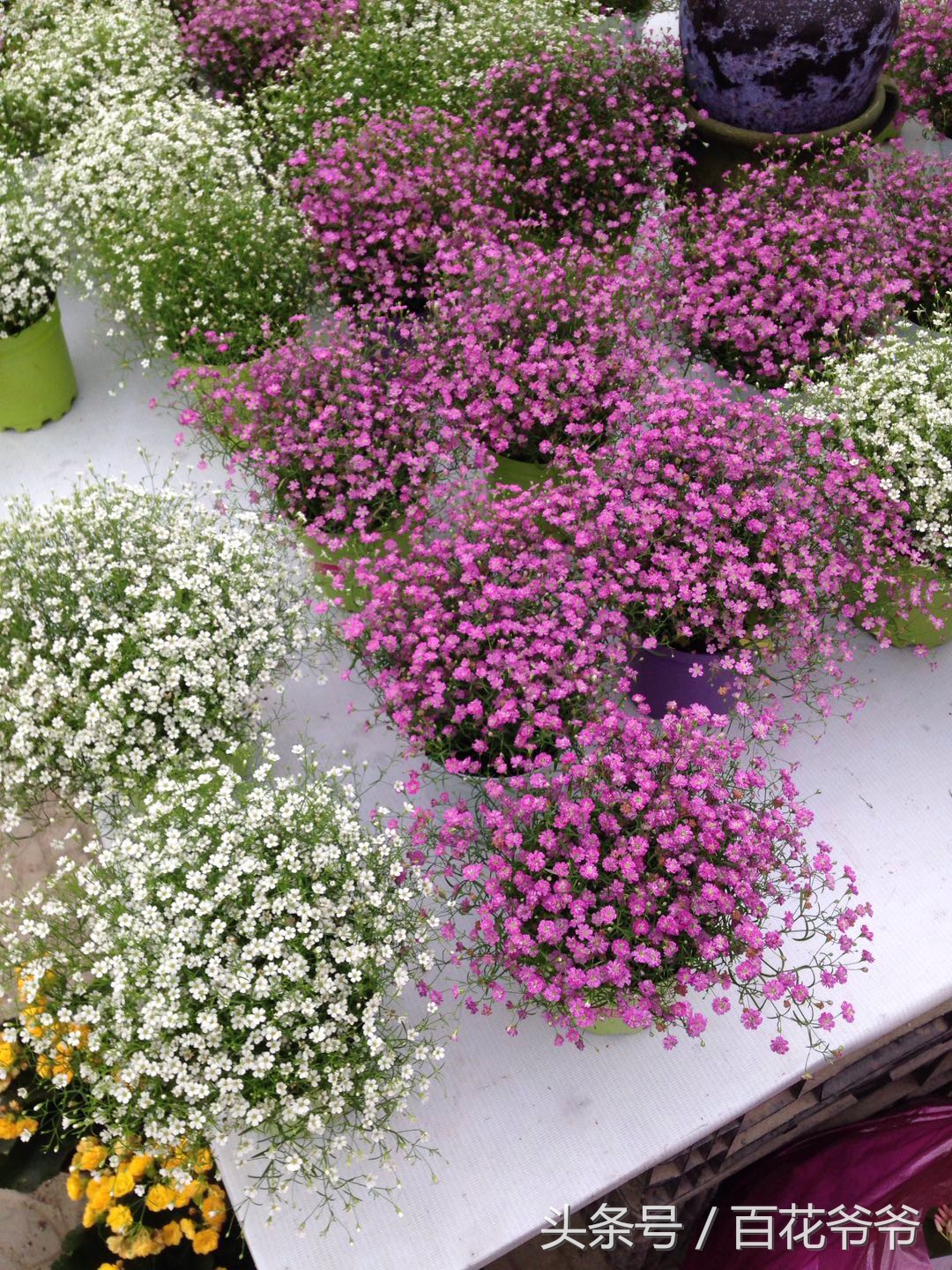 逛花市适合买的花,如何逛花市买花最便宜