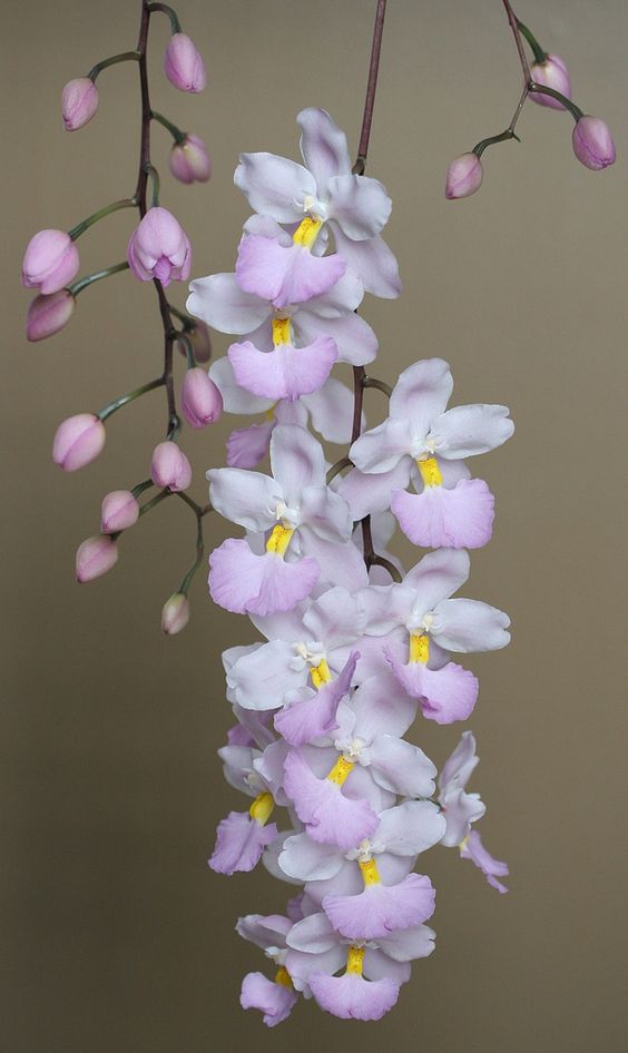 兰花寓意坚强象征着高洁傲骨之风,兰花代表怎样的高洁品质