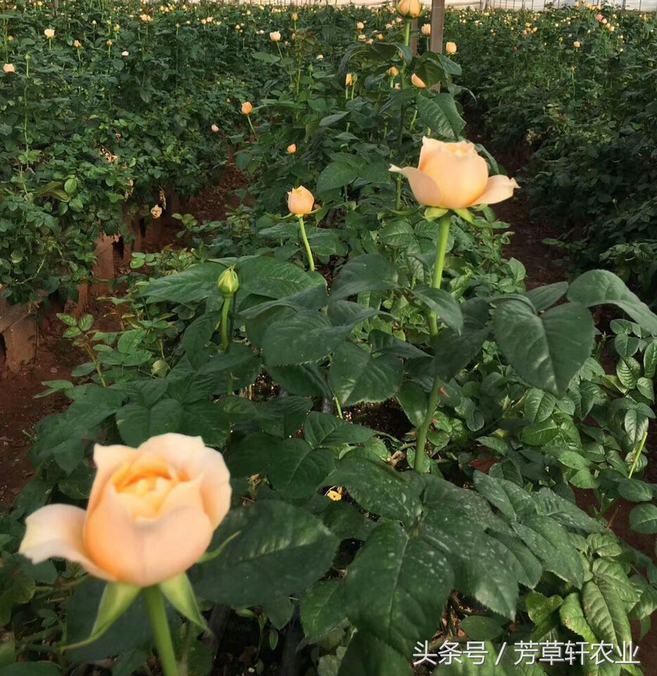 盆景玫瑰花养护,美丽的盆栽玫瑰花怎么养