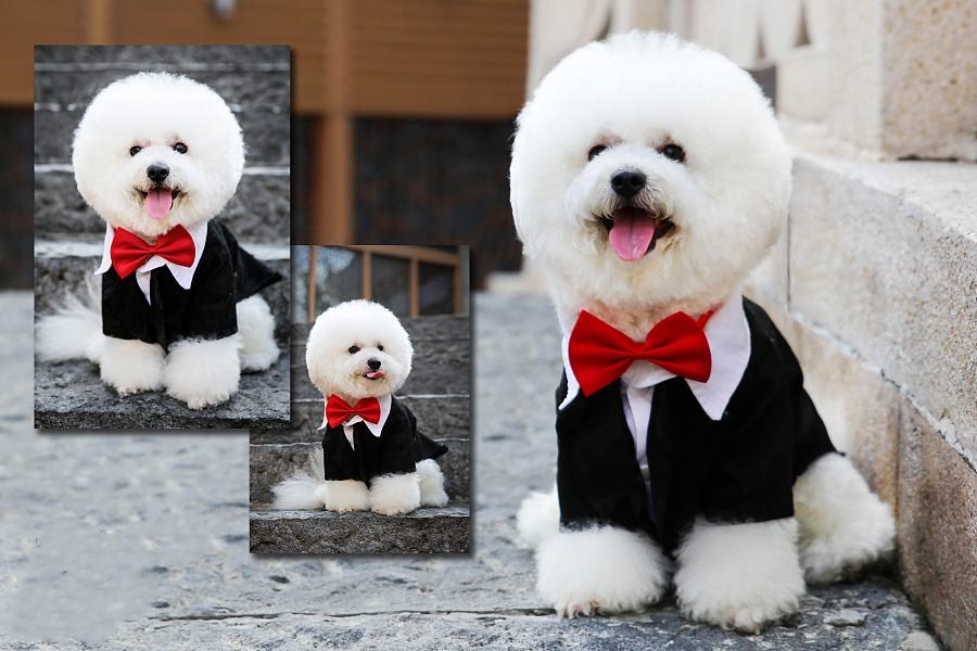 小型犬比熊泰迪宠物,中型犬比熊灰色