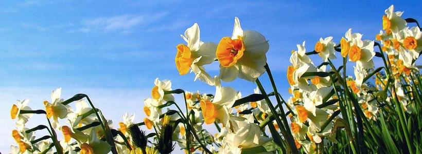 漳州的这朵“仙花”,占领全国98%的市场,经常在春晚“出镜”