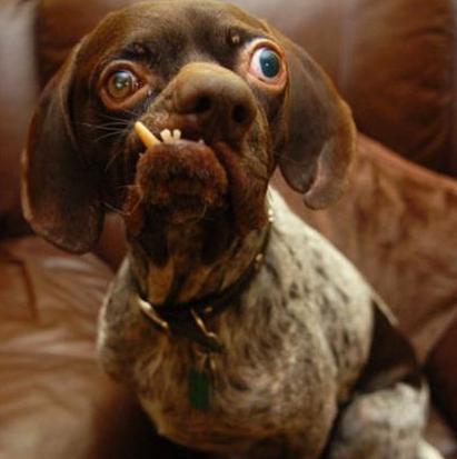 世界最丑狗比赛奖金,十大最丑犬比赛