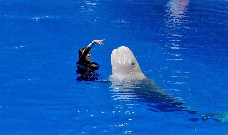 唐山美人鱼海底世界,唐山海底世界海洋馆门票多少钱