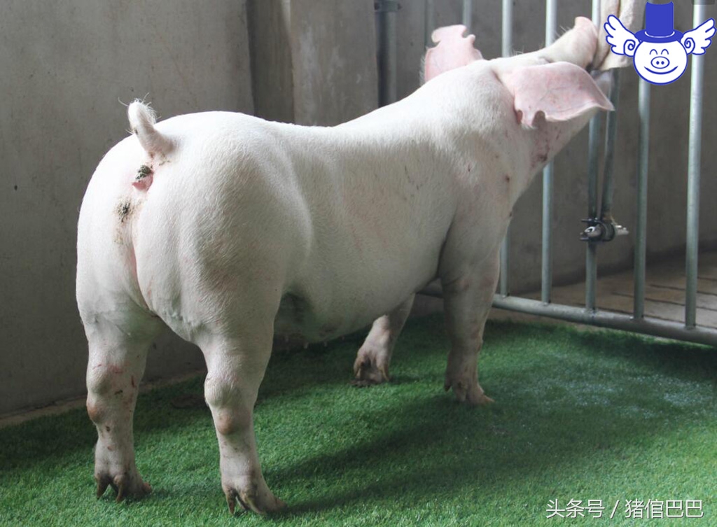 初产母猪难产最快解决办法,分娩母猪正确接生技术