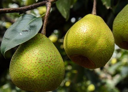 中国梨农的骄傲，你家乡种植过这些品种吗？