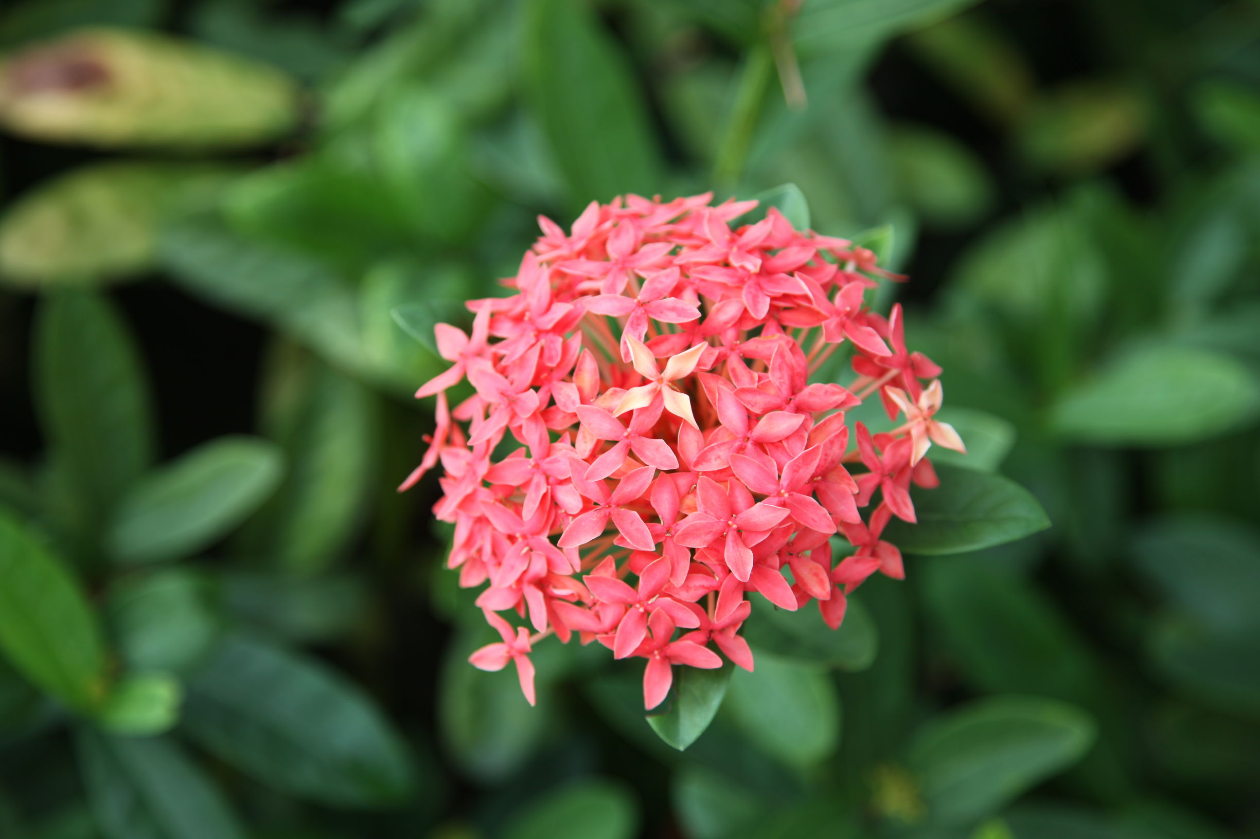 广州南沙百万葵园好不好玩,广州南沙百万葵园门票多少钱