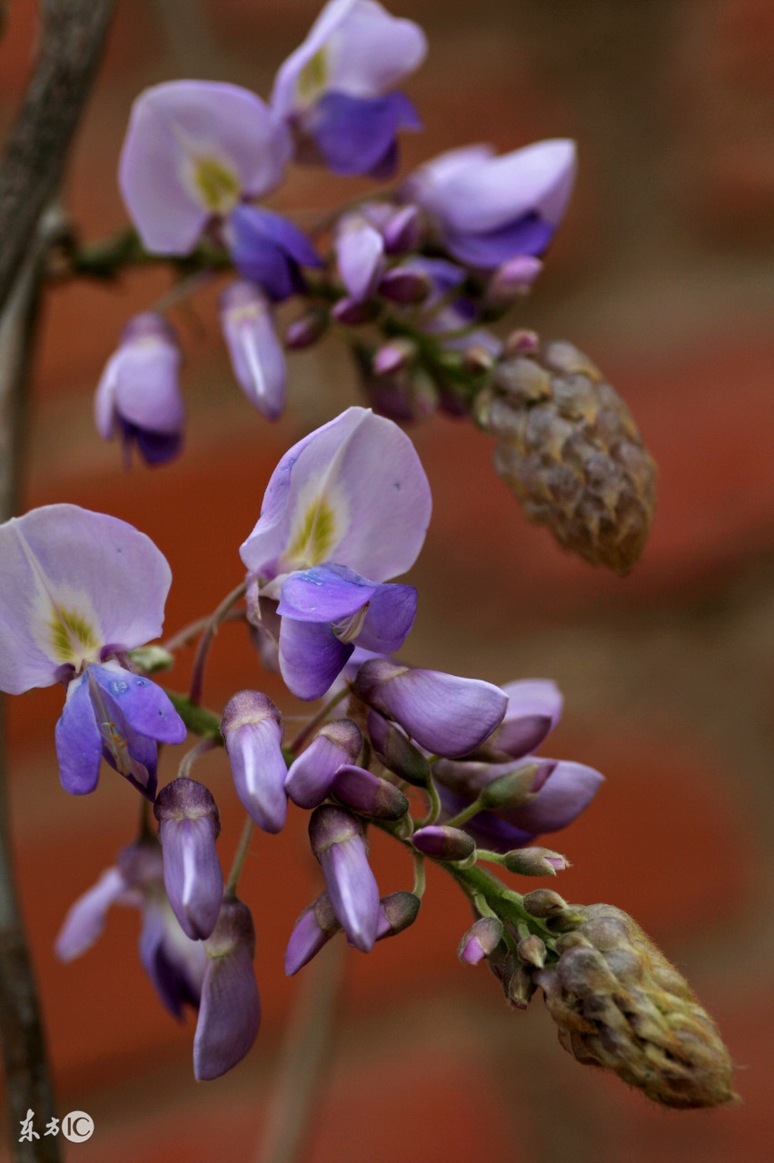 世界公认的解酒药,老祖宗留下的偏方你用过吗