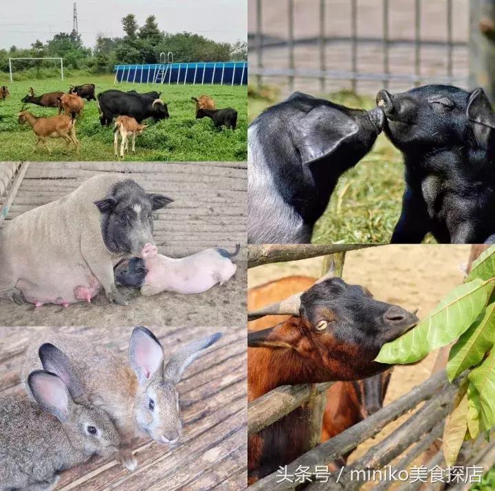 成都周边农场推荐,成都周边最有特色的农场