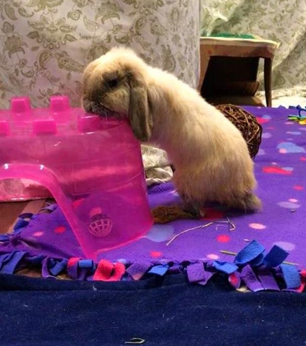 兔子的下牙齿长歪怎么办,兔子下牙长歪了怎么办