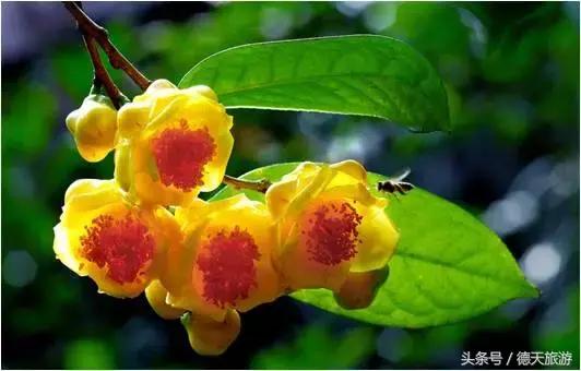 防城港的这片红树林，国庆要搞事情了，等你来撩~