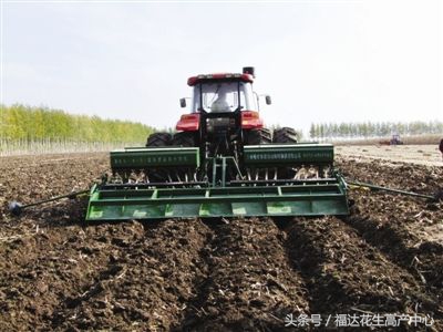 珍珠豆型花生品种大全,珍珠豆型矮杆的花生品种