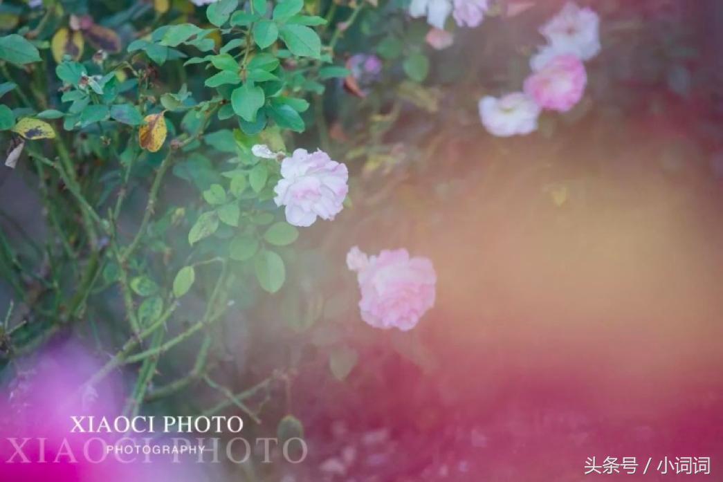 玩转南澳大利亚，这篇最全旅行攻略一定可以帮到你