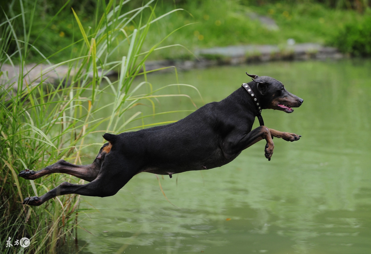 德国名犬杜宾的名字大全,世界名犬阿富汗贵族犬