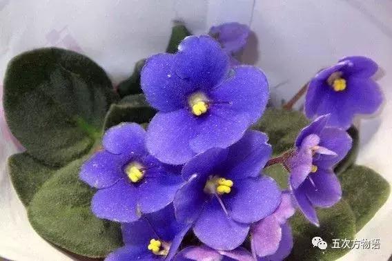 真正的紫罗兰是什么颜色,如何客观看待紫罗兰