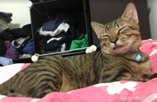 超爱头顶按摩！喵星人被主人按到眼神销魂，网友笑翻：晕了吧？