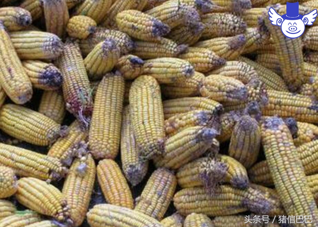 猪中毒了紧急处理怎么弄,猪中毒的七种应急处理措施是