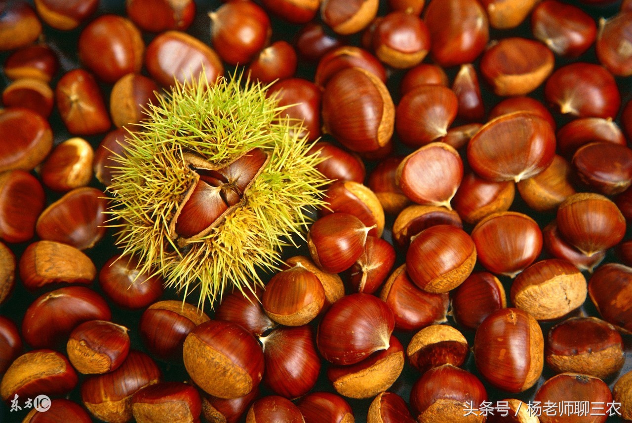 板栗收了以后该如何保存到过年,板栗每亩1000斤产量低不适合种植