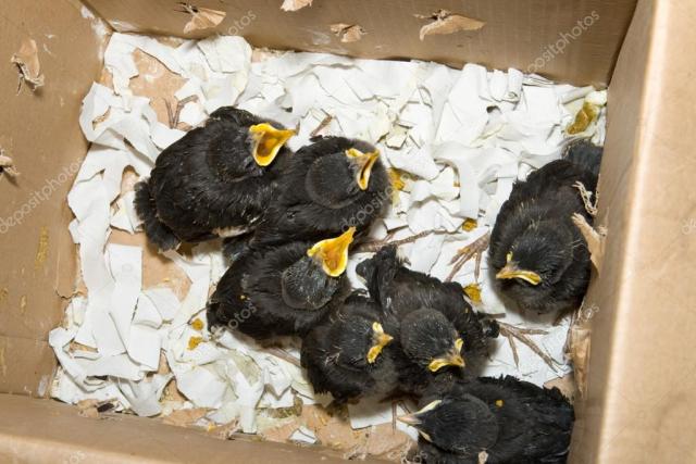 捡到小鸟怎么办喂养犯法吗,捡到的小鸟有什么危险