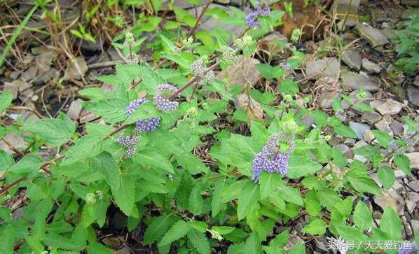 自制鱼饵上鱼最快野钓方法,野钓用什么饵料最佳配方