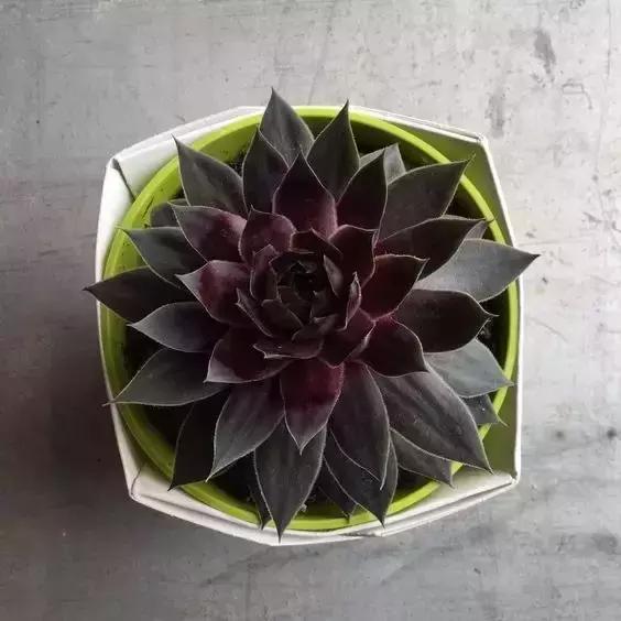 没时间出去玩养多肉,外出旅游多肉怎么办