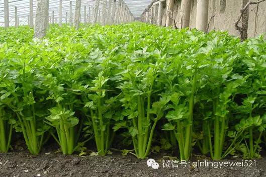 有些常见蔬菜孩子不能多吃,菠菜居然排第一!