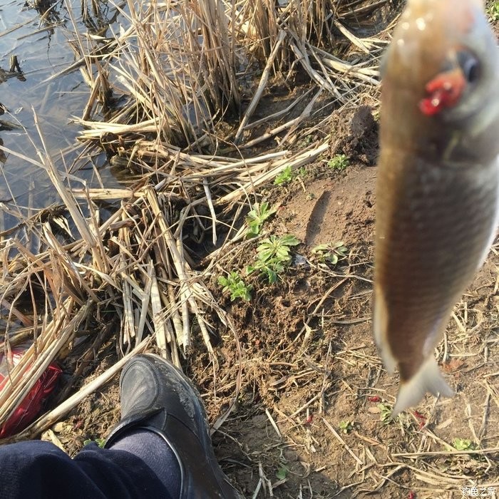 春天钓鲫鱼,春天钓黑坑新鱼