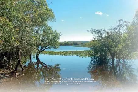 原生魟鱼,魟鱼原生