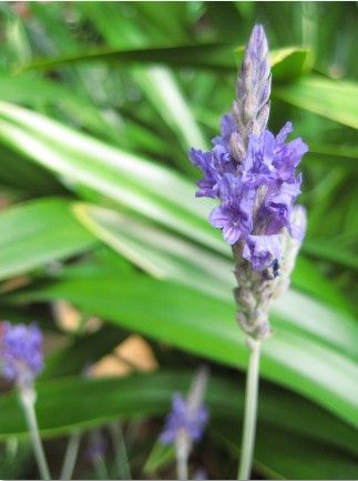 生活中怎么利用植物的,用植物的方法护肤