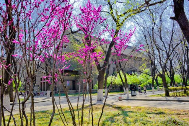 趣谈山大趵突泉校区，春风十里不如你