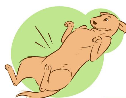 如何让陌生的狗狗喜欢自己,如何让刚到家的狗狗和自己亲近