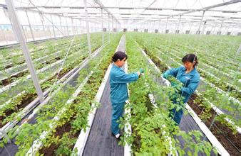 农业下半年投资方法,农业趋势投资机会