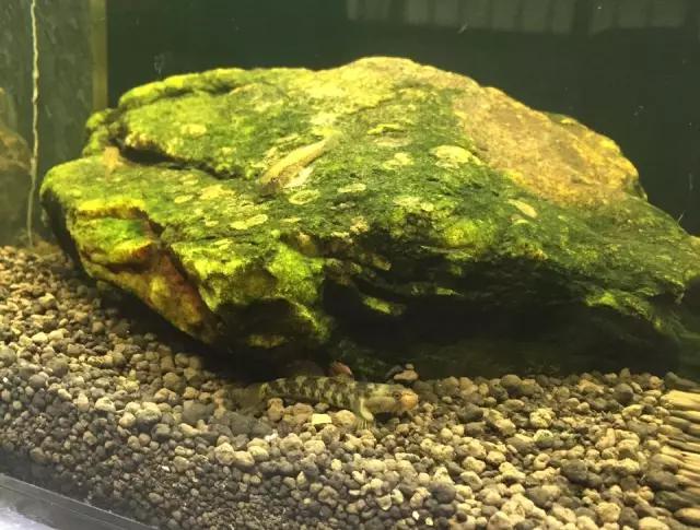 开缸的日记,开缸日记小鱼缸