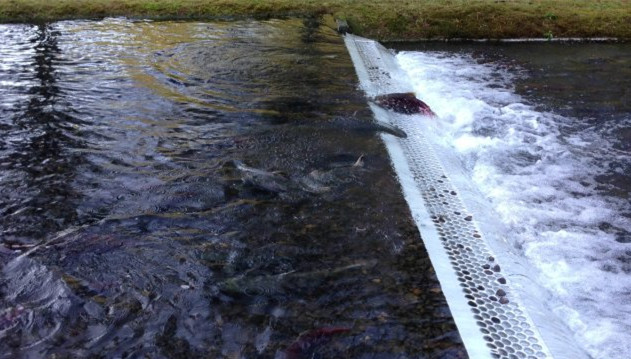 逆流而上,加拿大威化溪三文鱼洄游之旅