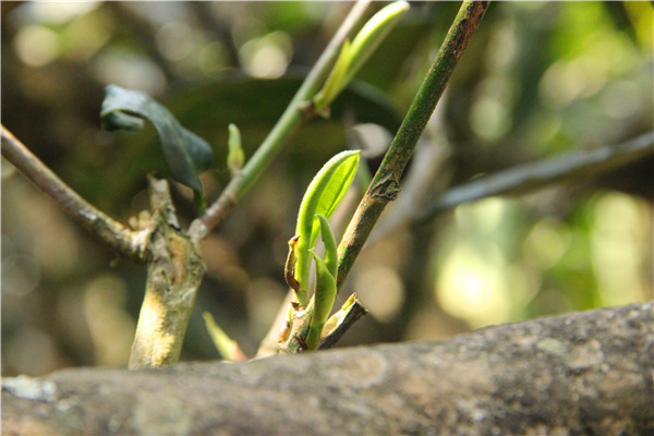 刮风寨古树普洱茶口感怎么样,帕沙古树普洱茶口感特点